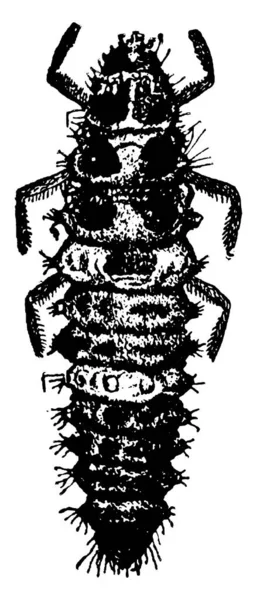 体に非常に暗い斑模様を持つテントウムシの幼虫は 髪の房 ヴィンテージラインの図面や彫刻イラストで概説します — ストックベクタ