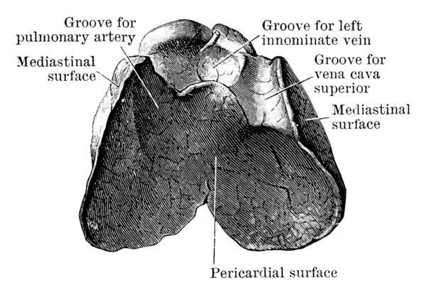 胸腺的深层表面 取自胎儿 它们各自的部分都贴有标签 老式线条绘图或雕刻图解 — 图库矢量图片