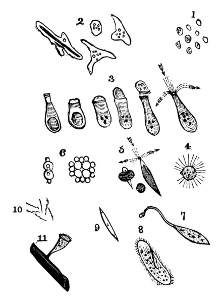 11种动物 被放大了 Monads Ameoba采取的形式 Enchelis的瓶状动物 Actinophrys Sol Euglena Viridis Gonium — 图库矢量图片