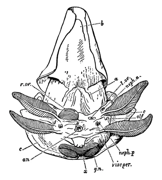 Una Ilustración Vista Postero Ventral Del Nautilus Femenino Sin Cáscara — Archivo Imágenes Vectoriales