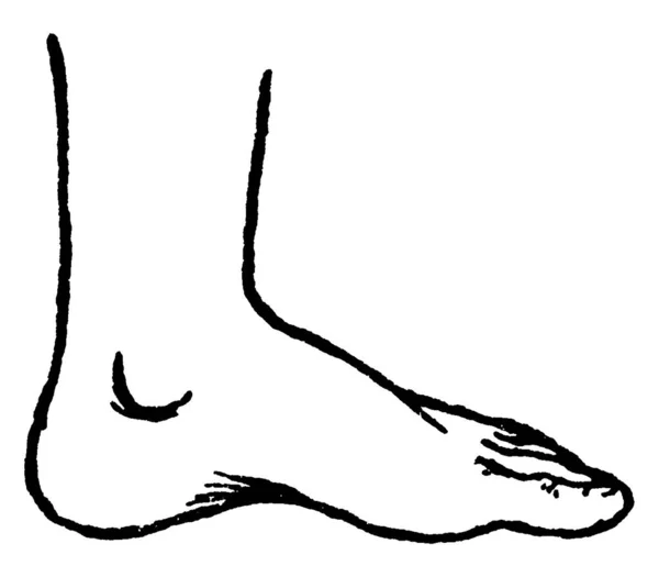 人間の足を示す図は 多くの脊椎動物 ヴィンテージライン図面や彫刻イラストに見られる解剖学的構造です — ストックベクタ