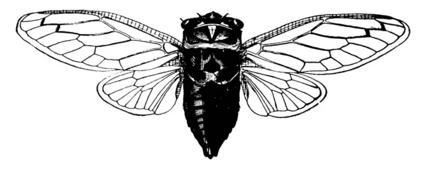 Cicada Inseto Alado Família Cicadidae Inseto Produtor Som Desenho Linha —  Vetores de Stock