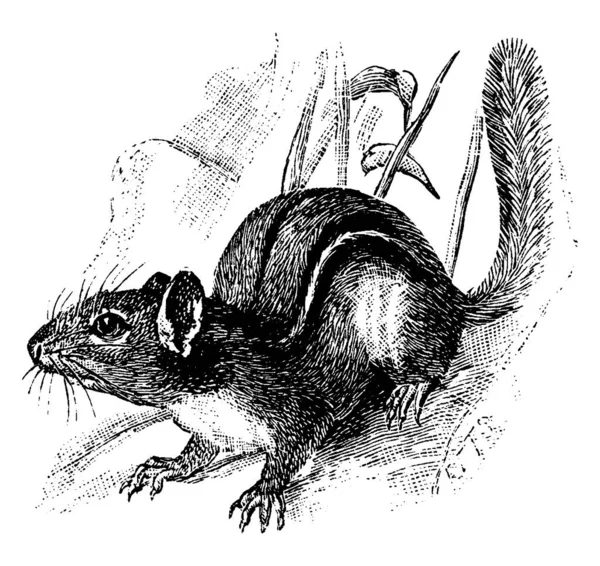 Chipmunks Zijn Kleine Zoogdieren Gestreepte Knaagdieren Van Familie Sciuridae Genus — Stockvector