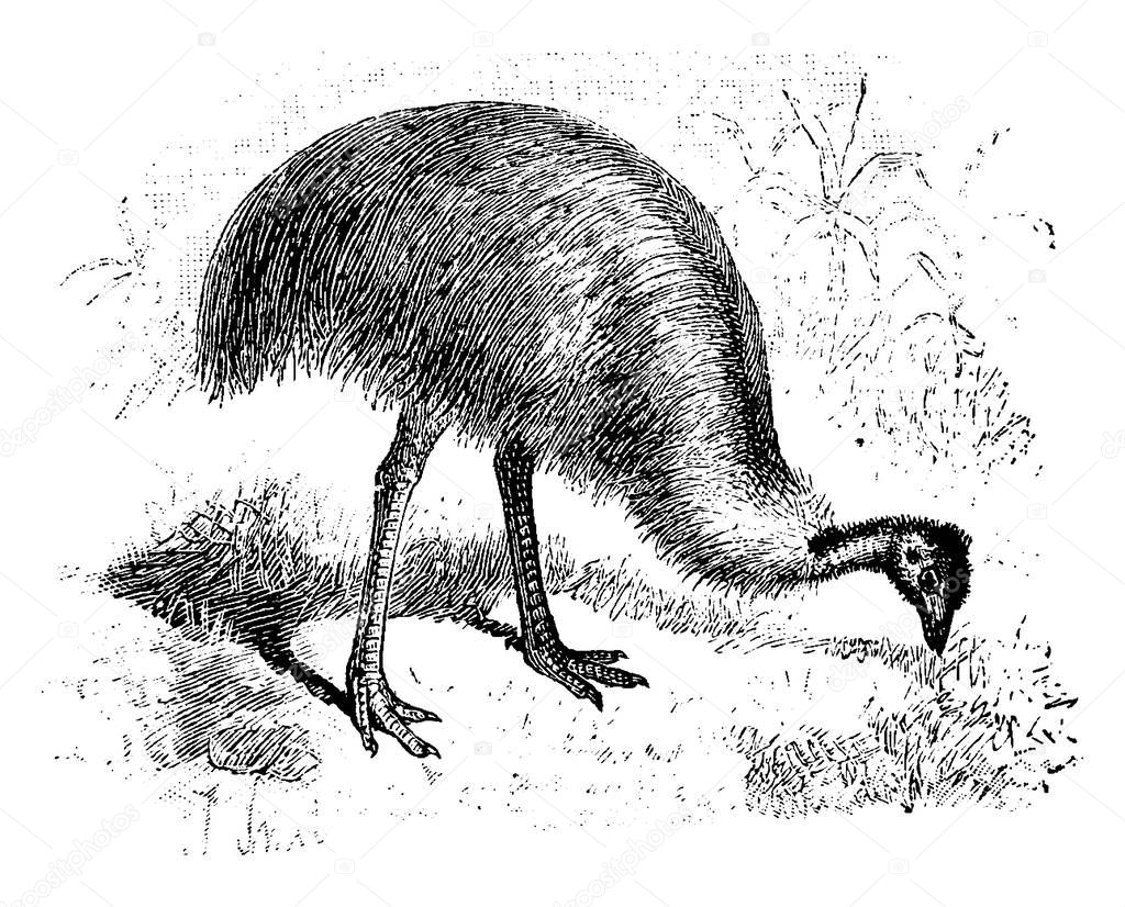 A large bird of Australia in the Casuariidae family of cassowaries and emus, vintage line drawing or engraving illustration.