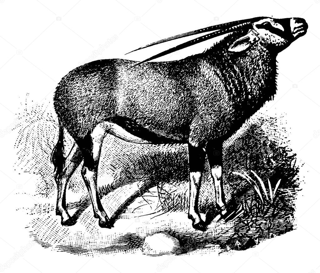 The Gemsbok or Oryx is one of the characteristic animals of the arid regions of Southern Africa., vintage line drawing or engraving illustration. 