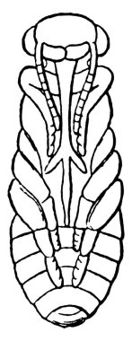 Bal Arısı, Apidae familyasından bir böcektir ve koloniler halinde yaşarlar. Bu figür Bal Arısı 'nın Pupa' sını, klasik çizgi çizimini veya gravür illüstrasyonunu temsil eder..