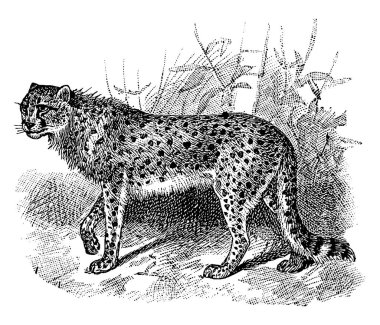 Çita, bir avcı leopar olan Felinae alt familyasının büyük bir kedisidir. Kafasının arkasından omuzlarına kadar uzanan kısa bir yele tüyleri var ve çok hızlı bir koşucu, klasik çizim ya da kabartma çizim. 