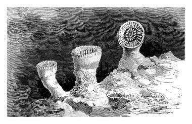 Mercanlar, Cnidaria familyasından Anthozoa sınıfı içinde yer alan deniz omurgasızlarıdır..