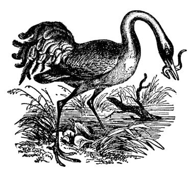 Bir Crane 'in avıyla beslenen tipik bir betimlemesi. Onlar, Gruiformes familyasından büyük, uzun bacaklı ve uzun boyunlu kuşlar, ve Gruidae familyasından, klasik çizim ya da gravür çizimi..