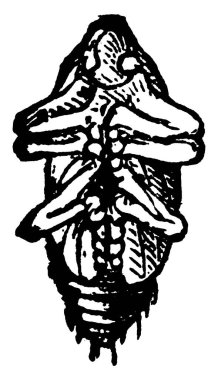 Diakritik vittata türleri pupa görüntüsü, alttan görünüm, klasik çizgi çizimi veya gravür illüstrasyonu.