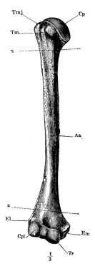Sağ kol kemiğinin ön görüntüsü, bacak kemiği, etiketli kısımlar, klasik çizgi çizimi ya da kabartma çizimi.