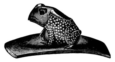 Sigara (tütün) içmek için kullanılan kurbağa şeklinde bir Hint piposu. Kurbağanın sırtında sigara, klasik çizim ya da gravür içeren bir delik.. 