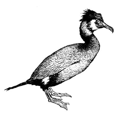 Karabatak, Phalacrocoracidae familyasından uzun, kanca uçlu bir gagası olan, büyük, siyah ve balık yiyen bir su kuşudur..
