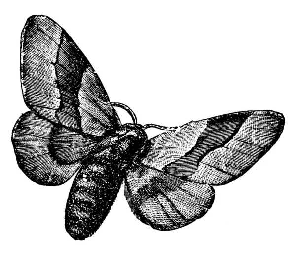 Lackey Moth Également Connu Sous Nom Bombycina Dessin Ligne Vintage — Image vectorielle