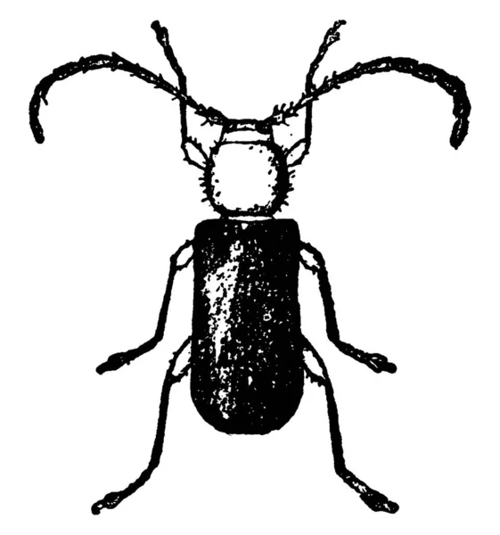 Phymatodes Amaenus Species Volwassenen Zijn Klein Afgeplat Met Een Ovale — Stockvector