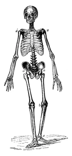 Skelett Des Menschen Mit Schädelknochen Gliedmaßen Und Zentralen Körperknochen Vintage — Stockvektor