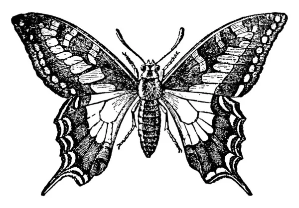 蝶には 蝶の3つの段階があります — ストックベクタ
