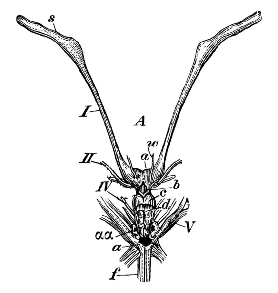 Peixes Elasmobranquiato Com Suas Partes Rotuladas Desenho Gravura Linha Vintage — Vetor de Stock