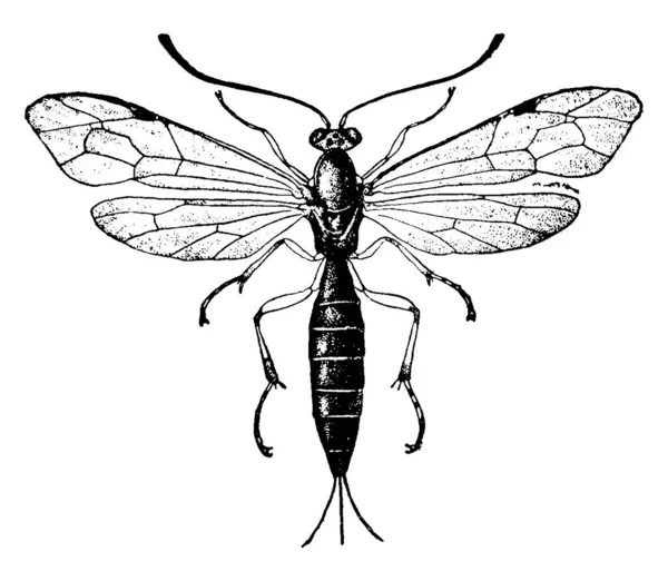 Eine Typische Darstellung Einer Biene Pimpla Inquisito Mit Dünnem Und — Stockvektor