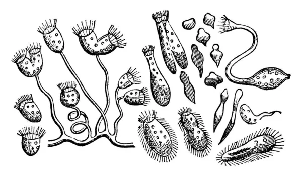 Esistono Animali Numero Prodigioso Molti Tipi Diversi Cui Dimensioni Sono — Vettoriale Stock