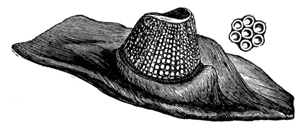 Trilobit Nesli Tükenmiş Eklem Bacaklı Fosil Eklem Bacaklı Herhangi Bir — Stok Vektör