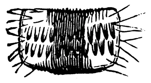 Detalle Estructural Representación Especie Anisopteryx Pometaria Dibujo Líneas Vintage Ilustración — Archivo Imágenes Vectoriales