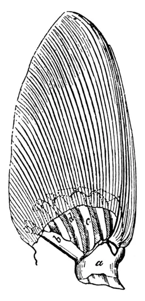 Acipenser 'in ön-uzvunun tipik bir temsili, boylamsal çizgilere sahip, parçaların etiketlendiği, klasik çizgi çizimi veya gravür çizimi.