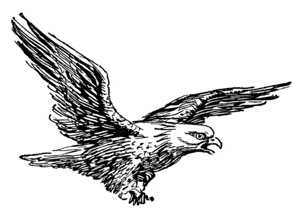 Águila Calva Haliaeetus Leucocephalus Ave Rapaz Que Encuentra América Del — Vector de stock