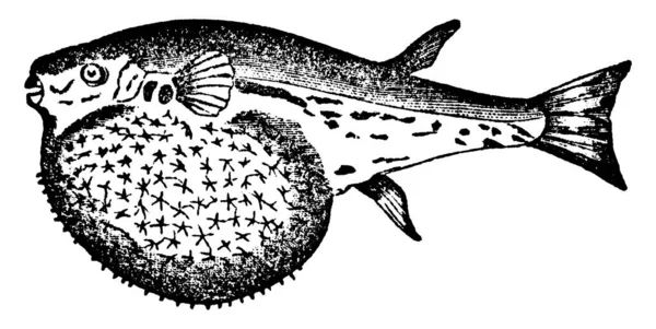 Dikenli Kirpi Balığı Şişmiş Vücudu Savunmak Için Sarılmış Kirpi Balığı — Stok Vektör