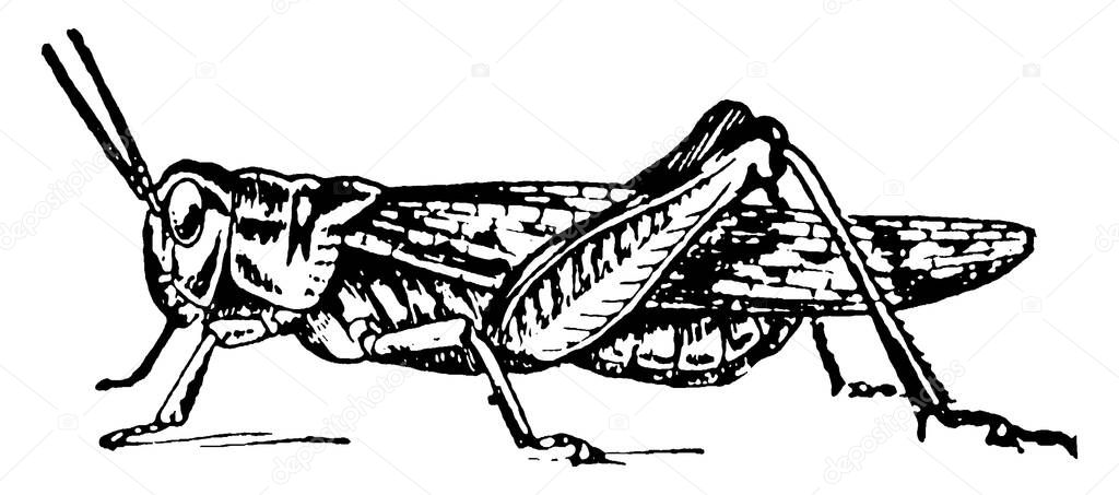 Life cycle of Locust stage six, locusts at this level have fully pledged wings and can fly without problem., vintage line drawing or engraving illustration. 