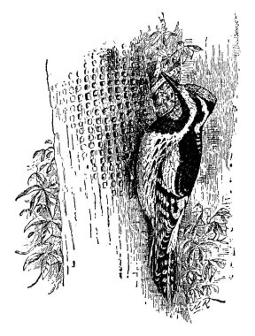 Sarı Göbekli Ağaçkakan, kırmızı renkli, kahverengi gövdeli, klasik çizim ya da gravür resimli, orta boy bir ağaçkakandır..