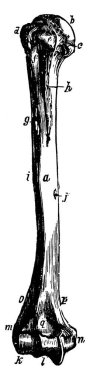 Humerus, dirsek eklemi ve omuz, klasik çizgi çizimi veya gravür çizimi arasında yer alan uzun bir kemik türüdür..