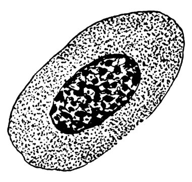 Amerikan dere alabalığı (Salve Linus fontinalis) arasında ölümcül bir salgına neden olan Lymphosporidium 'u gösteren şekil, klasik çizgi çizimi veya gravür çizimi.