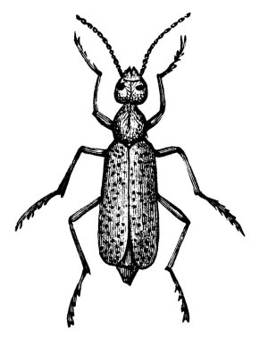 Meloidae familyasından bir kabarık böcek türü, klasik çizim ya da gravür çizimi.
