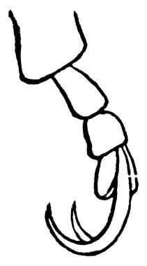 Phytonomus punctatus türleri Kuzey Amerika ve Avrupa 'da bulunan yonca yaprağı buğday bitleridir..