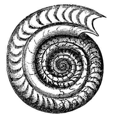 it is an image of ammonites bifrons, the shell is shown here with spirals in round size, three diagram are shown here with different shapes, vintage line drawing or engraving  clipart