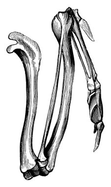 Tipik bir kuş kanadı şekli, klasik çizgi çizimi veya gravür çizimi.