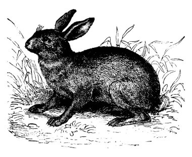 Hare - Çimenlerdeki Lepus, klasik çizim ya da gravür çizimi.