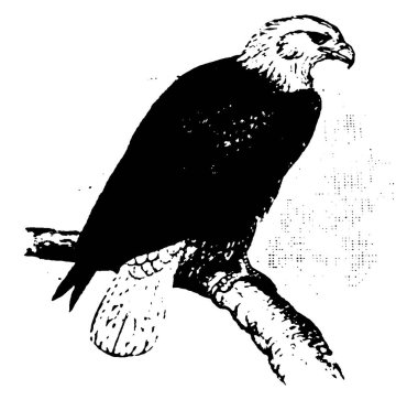 Amerika Birleşik Devletleri 'nin ulusal kuşu olarak bilinen bir yırtıcı kuş, klasik çizim ya da gravür çizimi.