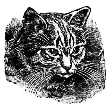 Kedinin parlak, bedenden ayrılmış gözlerinin tipik bir temsili. Gözlerinin bir kısmına tapetum lucidum, klasik çizgi çizimi ya da oyma çizimi denir..