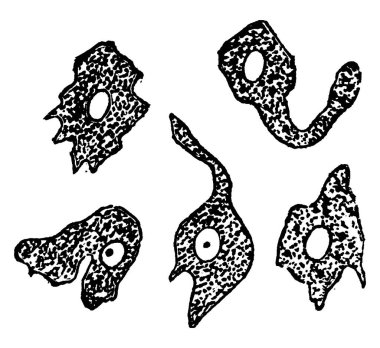 Beyaz kan hücreleri ya da hücreler, amoboid hareketi, klasik çizim ya da kabartma çizimi nedeniyle şekil değişikliklerini göstermek için birkaç saniye aralıksız olarak çizilmiştir.