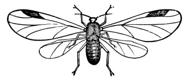 Kök ve rüzgar formunda Schizoneura Langera 'nın resmi, klasik çizgi çizimi veya gravür çizimi.