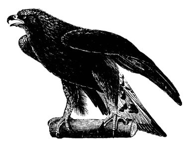 Altın kartal, et, klasik çizim ya da gravür resimleriyle beslenen büyük kahverengi bir kuştur..