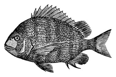The Sheepshead, Sparidae familyasından bir balık, çerez ve domuz eti, klasik çizim ya da gravür çizimi.