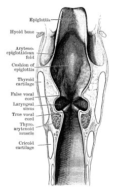 Gırtlak boyunca koronal bölüm ve üç bölmesi. Şekil ilgili kısımları, klasik çizgi çizimi veya kabartma çizimi ile etiketlenmiştir..