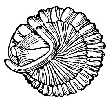 Trilobit, nesli tükenmiş eklem bacaklı fosil eklem bacaklı herhangi bir grubun üyesi, vintage çizim ya da gravür çizimi.