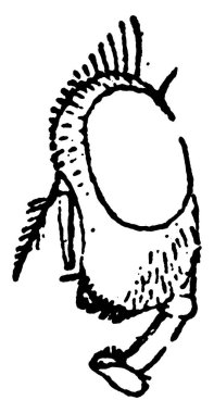 Lucilia Macellaria türünün vida kurdunun kafasının yan görünüşü, klasik çizim ya da gravür çizimi.