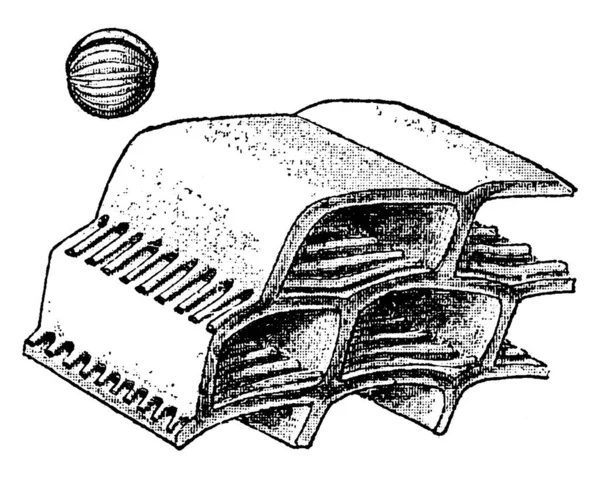 Questo Diagramma Mostra Schwagerina Verbecki Tipico Guscio Foraminifero Sagomato Con — Vettoriale Stock