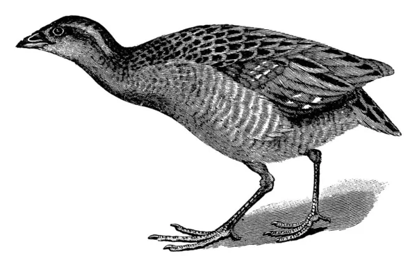 Landrail Corn Crake Ave Familia Rallidae Tienen Cuerpos Sólidos Patas — Vector de stock