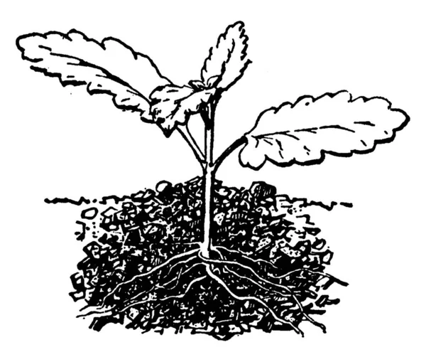 含水植物枝条生长根系的工艺 仿古线条绘制或雕刻图解 — 图库矢量图片